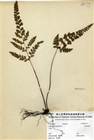 藏品(異葉陵齒蕨)的圖片